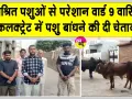 Stray Animals News: वार्ड 9 बना खुली गोशाला, निराश्रित पशुओं से परेशान लोग, कलक्ट्रेट में बांधने की चेतावनी 