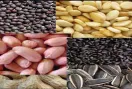Farmer News: ओढ़ां किसानों को बीज खरीद के लिए अब नहीं लगाने पड़ेंगे दूसरे शहर के चक्कर, जानें क्या है कारण
