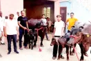 पशुपालन विभाग की दुग्ध प्रतियोगिता में हर्ष नागर की मुर्रा भैंसों ने मारी बाजी, मिलेगा 40 हजार रुपये का पुरस्कार