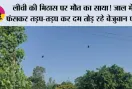 लीची की मिठास पर मौत का साया! जाल में फंसकर तड़प-तड़प कर दम तोड़ रहे बेजुबान पक्षी