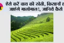 Tea Farming: ऐसे करें चाय की खेती, किसानों हो जाएंगे मालोमाल!, जानिये कैसे
