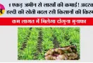 Farming News: 1 एकड़ जमीन से लाखों की कमाई! अदरक-हल्दी की खेती बदल रही किसानों की किस्मत, कम लागत में मिलेगा दोगुना मुनाफा