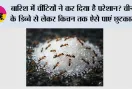 Ants In Sugar Container: बारिश में चींटियों ने कर दिया है परेशान? चीनी के डिब्बे से लेकर किचन तक ऐसे पाएं छुटकारा
