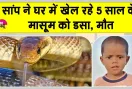 Snake News: घर में खेल रहे पांच वर्षीय मासूम को सांप ने डसा, अस्पताल पहुंचने से पहले मौत