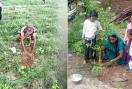 Tree Plantation: पावन अवतार दिवस पर पलामू में साध-संगत ने किया पौधारोपण, दिया पर्यावरण संरक्षण का संदेश