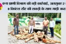 वन्य प्राणी विभाग की बड़ी कार्रवाई, अलसुबह 2 बजे 8 क्विंटल खैर की लकड़ी के साथ गाड़ी जब्त, तस्करों की तलाश जारी