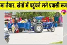 Cotton Farming: नरमा तैयार होते ही खेतों में पहुंचने लगे प्रवासी मजदूर, चुगाई शुरू