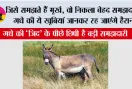 Donkey Intelligence: जिसे समझते हैं मूर्ख, वो निकला बेहद समझदार! गधे की ये खूबियां जानकर रह जाएंगे हैरान