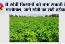 Farming Tips: ये खेती किसानों को बना सकती है मालोमाल, जानें खेती का सही तरीका