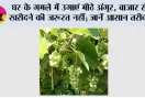 Gardening Tips: घर के गमले में उगाएं मीठे अंगूर, बाजार से खरीदने की जरूरत नहीं; जानें आसान तरीका
