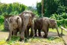 Laos Elephant Conservation: लाओस में हाथियों के इलाज और संरक्षण की नई पहल
