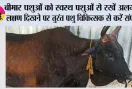 Lumpy Skin Disease: बीमार पशुओं को स्वस्थ पशुओं से रखें अलग, लक्षण दिखने पर तुरंत पशु चिकित्सक से करें संपर्क 