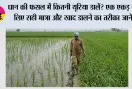 Paddy Farming: धान की फसल में कितनी यूरिया डालें? एक एकड़ के लिए सही मात्रा और खाद डालने का तरीका जानें