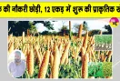 Organic Farming: बैंक की नौकरी छोड़ी, मिट्टी से जोड़ा नाता, 12 एकड़ में कर रहे प्राकृतिक खेती