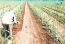 Sugarcane Farming: गन्ने के साथ सब्जियां और मसाला फसलें उगाएं