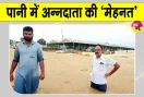 Haryana Punjab Weather News: प्राकृतिक आपदा ने पानी में मिलाई हरियाणा-पंजाब के किसानों की मेहनत