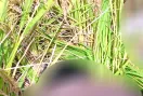 पंजाब सीमा पर घुसपैठ की बड़ी कोशिश नाकाम, BSF ने 2 पाकिस्तानी घुसपैठियों को मार गिराया