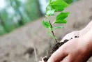 Sapling shortage: सफेदे के क्लोन पर हटी रोक, लेकिन किसानों को उपलब्ध नहीं हो पा रहे पौधे