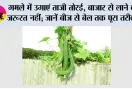 Terrace Gardening: गमले में उगाएं ताजी तोरई, बाजार से लाने की जरूरत नहीं; जानें बीज से बेल तक पूरा तरीका