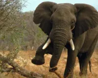 Elephant Train Accident: मालगाड़ी की चपेट में आया हाथी, बचाने के प्रयास नाकाफी, मौत
