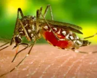 World Mosquito Day 2026: मानसून में बुख़ार के मामले बढ़ने के बीच ‘मुख्यमंत्री सेहत योजना’ पंजाब के मरीज़ों को कैशलेस इलाज उपलब्ध करवाने में मददगार