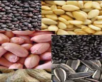 Farmer News: ओढ़ां किसानों को बीज खरीद के लिए अब नहीं लगाने पड़ेंगे दूसरे शहर के चक्कर, जानें क्या है कारण