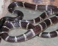 Snake Bite: सांप के काटने से बीए की छात्रा की मौत