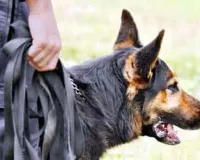 Dog Bite Case: पालतू कुत्ते के काटने के दो माह बाद महिला की मौत