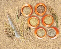 Millet MSP: हरियाणा में बाजरा खरीद का ऐलान: सरसा की 6 मंडियों में 1 अक्टूबर से होगी बाजरे की सरकारी खरीद, जानें MSP