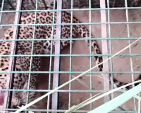 Leopard News: घर में घुसा तेंदुआ, ग्रामीणों में दहशत