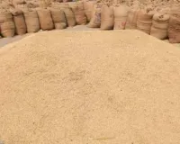 मंडी में पहुँचने से पहले खेतों में ही बिक रही धान, जाने क्या है कारण?
