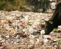Sanitation Workers' Strike: सफाई कर्मचारियों की हड़ताल के चलते शहर में बढ़ती गंदगी पर जताई चिंता