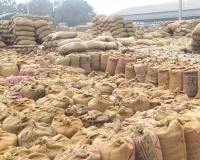 Paddy MSP: हरियाणा की 249 मंडियों में धान खरीद का शेड्यूल जारी, सरसा की 34 मंडियों में एजेंसियों के दिन तय