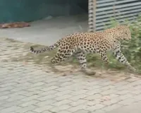 Leopard News: सड़क पर दिखाई दिया तेंदुआ, लोगों में फैली दहशत