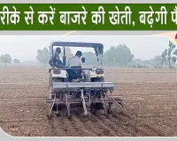 Pearl Millet Farming: मानसून में करें बाजरे की वैज्ञानिक खेती, आइये जानते हैं कैसे? किसानों को मिलेगा अधिक लाभ,बढ़ेगी पैदावार