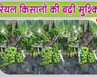 Agriculture News: नारियल किसानों पर मंडराया संकट, मजदूरों की कमी से खेती की लागत बढ़ी