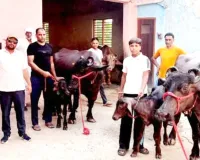 पशुपालन विभाग की दुग्ध प्रतियोगिता में हर्ष नागर की मुर्रा भैंसों ने मारी बाजी, मिलेगा 40 हजार रुपये का पुरस्कार