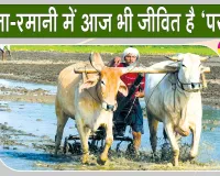 Farming with Bullocks: हरियाणा के पूंडरी के किसान शीशपाल बैलों से खेती कर बचा रहे परंपरा