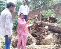 सीएम फ्लाइंग की जांच में खुलासा, रोडवेज वर्कशॉप में काटे 86 पेड़