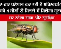 How To Get Rid Of Flies Naturally: बार-बार परेशान कर रही हैं मक्खियां? रसोई की 4 चीजों से मिनटों में मिलेगा छुटकारा, घर रहेगा साफ और सुरक्षित