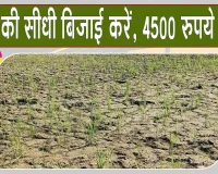Paddy Seeding: धान की सीधी बिजाई करने वाले किसानों को मिलेगा 4500 रुपये प्रति एकड़ अनुदान