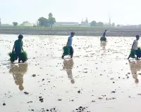 संगरूर में धान की रोपाई के काम ने पकड़ा जोर