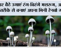 Rainbow Mushrooms Growing Tips: घर बैठे उगाएं रंग-बिरंगे मशरूम, आसान तरीके से बनाएं अपना मिनी रेनबो गार्डन