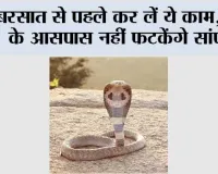 Snake Free Home: बरसात से पहले कर लें ये काम, घर के आसपास नहीं फटकेंगे सांप...