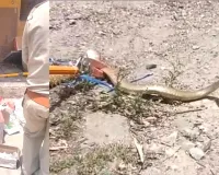 Snake News: सीएचसी के टीबी जांच केंद्र में निकला सांप, हड़कंप