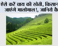 Tea Farming: ऐसे करें चाय की खेती, किसानों हो जाएंगे मालोमाल!, जानिये कैसे
