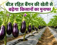 Agricultural News: जानें, बीज रहित बैंगन की खेती कैसे करें, किसानों को मिलेगा अधिक लाभ