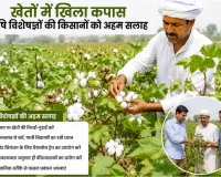 Cotton Cultivation: हल्की बारिश से खेतों में खिली कपास, कृषि विशेषज्ञों ने जारी की किसानों को अहम सलाह
