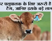 हर पशुपालक के लिए जरूरी है ईयर टैग, जानिए इसके बड़े लाभ