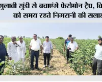 गुलाबी सुंडी से बचाएंगे फेरोमोन ट्रैप, किसानों को समय रहते निगरानी की सलाह